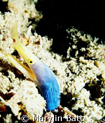 Blue Ribbon Eel, a very difficult shot for me using Nikon... by Marylin Batt 